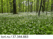 Кавказские горы, горный лес. Луг цветущей черемши (Allium ursinum). Вид с воздуха. Caucasian mountains, mountain forest. Meadow of flowering wild garlic (Allium ursinum). Aerial view. Стоковое фото, фотограф Евгений Романов / Фотобанк Лори