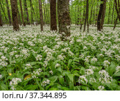 Кавказские горы, горный лес. Луг цветущей черемши (Allium ursinum). Caucasian mountains, mountain forest. Meadow of flowering wild garlic (Allium ursinum). Стоковое фото, фотограф Евгений Романов / Фотобанк Лори