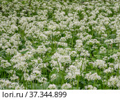 Кавказские горы, горный лес. Луг цветущей черемши (Allium ursinum). Caucasian mountains, mountain forest. Meadow of flowering wild garlic (Allium ursinum). Стоковое фото, фотограф Евгений Романов / Фотобанк Лори