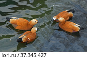 Ruddy shelduck (Tadorna ferruginea), known as Brahminy duck, member of family Anatidae. Стоковое фото, фотограф Валерия Попова / Фотобанк Лори