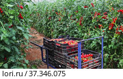 Crates with harvest of ripe red Cherry tomatoes in greenhouse. Стоковое видео, видеограф Яков Филимонов / Фотобанк Лори