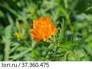 Цветущая купальница азиатская (лат. Trollius) крупным планом. Стоковое фото, фотограф Елена Коромыслова / Фотобанк Лори