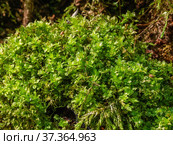 Кавказские горы, Адыгея. Субтропический лес, мох на камне. Caucasus Mountains, Adygea. Subtropical forest, moss on a stone. Стоковое фото, фотограф Евгений Романов / Фотобанк Лори