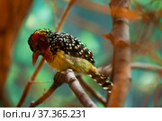 Red and Yellow Barbet sitting on branch in park. Стоковое фото, фотограф Яков Филимонов / Фотобанк Лори