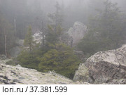 Курумные поля на склоне горы Юрма в тумане и хвойный лес. Челябинская область. Стоковое фото, фотограф Юрий Карачев / Фотобанк Лори