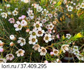 Flowering evergreen shrub Chamelacium (Chamelaucium) Стоковое фото, фотограф Irina Opachevsky / Фотобанк Лори