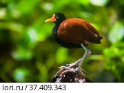 Wattled jacana sitting on branch. Стоковое фото, фотограф Яков Филимонов / Фотобанк Лори