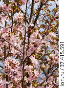 Цветущая сакура (ботаническое название - вишня мелкопильчатая, или prunus sargentii).  Аптекарский Огород (филиал ботанического сада МГУ), Москва. (2018 год). Стоковое фото, фотограф Сергей Рыбин / Фотобанк Лори