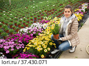 Female florist arranging potted Dimorphotheca. Стоковое фото, фотограф Яков Филимонов / Фотобанк Лори
