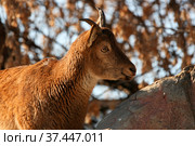 Дагестанский тур, самка ( Восточнокавказский тур, Capra cylindricornis) Стоковое фото, фотограф Щеголева Ольга / Фотобанк Лори