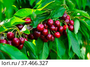 Image of a cherry cluster on a branch. Стоковое фото, фотограф Яков Филимонов / Фотобанк Лори