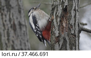 Beautiful forest woodpecker Dendrocopos medius on a tree looking for food. Стоковое фото, фотограф Фотограф / Фотобанк Лори