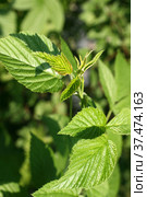 Малина обыкновенная (Rubus idaeus). Верхушка растения с молодыми листьями. Стоковое фото, фотограф Щеголева Ольга / Фотобанк Лори