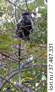 Королевский колобус (Colobus) на ветвях деревьев (2021 год). Стоковое фото, фотограф EgleKa / Фотобанк Лори