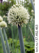 Цветущий декоративный лук (лат. Allium fistulosum) крупным планом на фоне садовых растений. Стоковое фото, фотограф Наталья Сухорукова / Фотобанк Лори