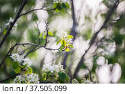 Цветущая ветка ирги (лат. Amelanchier) весной в саду. Стоковое фото, фотограф Андрей Пустякин / Фотобанк Лори