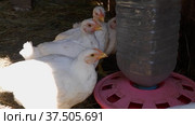 Chickens drink water from the drinker on the farm. Стоковое видео, видеограф Гребенев Пётр / Фотобанк Лори
