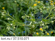 Helleborus foetidus grows and blooms in the garden in spring. Стоковое фото, фотограф Ольга Сейфутдинова / Фотобанк Лори