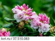Rhododendron rhyakushimanum weissenteld double flowers in garden. Стоковое фото, фотограф Ольга Сейфутдинова / Фотобанк Лори