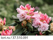 Rhododendron rhyakushimanum weissenteld double flowers in garden. Стоковое фото, фотограф Ольга Сейфутдинова / Фотобанк Лори