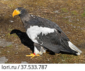 Steller sea eagle (Haliaeetus pelagicus), large diurnal bird of prey in family Accipitridae, in spring. Стоковое фото, фотограф Валерия Попова / Фотобанк Лори