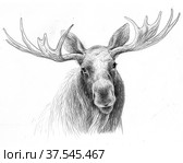 Рисунок лося с рогами. Стоковая иллюстрация, иллюстратор Марина Чистякова / Фотобанк Лори