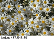 Flora of Gran Canaria - Argyranthemum, marguerite daisy endemic to the Canary Islands (2022 год). Стоковое фото, фотограф Tamara Kulikova / Фотобанк Лори