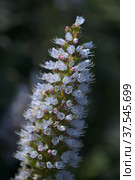 Flora of Gran Canaria - Echium callithyrsum, blue bugloss of Tenteniguada (2022 год). Стоковое фото, фотограф Tamara Kulikova / Фотобанк Лори