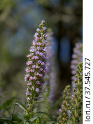 Flora of Gran Canaria - Echium callithyrsum, blue bugloss of Tenteniguada (2022 год). Стоковое фото, фотограф Tamara Kulikova / Фотобанк Лори