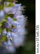 Flora of Gran Canaria - Echium callithyrsum, blue bugloss of Tenteniguada (2022 год). Стоковое фото, фотограф Tamara Kulikova / Фотобанк Лори