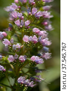 Flora of Gran Canaria - Echium callithyrsum, blue bugloss of Tenteniguada (2022 год). Стоковое фото, фотограф Tamara Kulikova / Фотобанк Лори