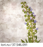 square stylish old textured paper background with blue flowers of Echium callithyrsum, blue bugloss of Tenteniguada, endemic to Gran Canaria. Стоковое фото, фотограф Tamara Kulikova / Фотобанк Лори