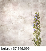 square stylish old textured paper background with blue flowers of Echium callithyrsum, blue bugloss of Tenteniguada, endemic to Gran Canaria. Стоковое фото, фотограф Tamara Kulikova / Фотобанк Лори