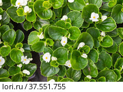 Begonia cucullata. Potted white flowers are in a greenhouse. Стоковое фото, фотограф EugeneSergeev / Фотобанк Лори