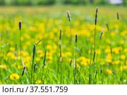Timothy grass and yellow wild flowers growing on a field. Стоковое фото, фотограф EugeneSergeev / Фотобанк Лори