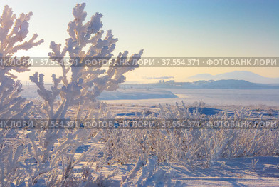 It is minus 40 degrees Celsius. Branches of bushes were covered with frost.Anadyr city and neighborhood. Chukotka, Russia. Стоковое фото, фотограф Андрей Степанов / Фотобанк Лори