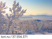 It is minus 40 degrees Celsius. Branches of bushes were covered with frost.Anadyr city and neighborhood. Chukotka, Russia. Стоковое фото, фотограф Андрей Степанов / Фотобанк Лори