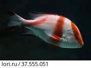 Lutjanus Sebae (Cuvier) - Emperor red snapper, Emperor Bream. Fish in the aquarium. Fish underwater. Стоковое фото, фотограф Ирина Вершинская / Фотобанк Лори
