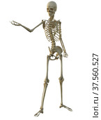 3d render of a human male skeleton isolated on white background. Стоковая иллюстрация, иллюстратор Вероника Суровцева / Фотобанк Лори