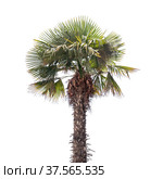 Chinese windmill palm tree isolated on white. Стоковое фото, фотограф EugeneSergeev / Фотобанк Лори