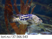 Swimming Black rockfish - Sebastes schlegeli. Fish in the aquarium. Fish under water. Стоковое фото, фотограф Ирина Вершинская / Фотобанк Лори