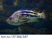 Swimming Black rockfish - Sebastes schlegeli. Fish in the aquarium. Fish under water. Стоковое фото, фотограф Ирина Вершинская / Фотобанк Лори