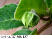 Gloxinia indoor flower buds. Стоковое фото, фотограф Владимир Белобаба / Фотобанк Лори