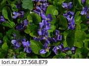 Фиолетово-зелёный ковёр цветущей фиалки клобучковой Viola cucullata. Стоковое фото, фотограф Елена Елистратова / Фотобанк Лори