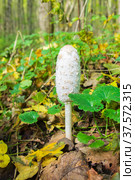 Навозник белый (Coprinus comatus) Стоковое фото, фотограф Алексей Букреев / Фотобанк Лори