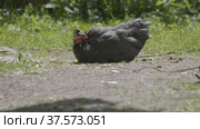 Guinea fowl walking along the green grass in the fall. Стоковое фото, фотограф Фотограф / Фотобанк Лори