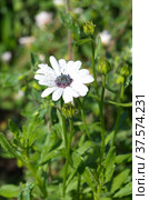 Остеоспермум (лат. Osteospermum ecklonis), или "Африканская ромашка", или "Капская маргаритка" цветет в саду. Стоковое фото, фотограф Елена Коромыслова / Фотобанк Лори