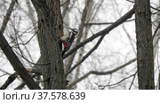 Beautiful forest woodpecker Dendrocopos medius on a tree looking for food. Стоковое фото, фотограф Фотограф / Фотобанк Лори