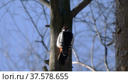Beautiful forest woodpecker Dendrocopos medius on a tree looking for food. Стоковое фото, фотограф Фотограф / Фотобанк Лори
