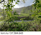 Весеняя зелень. Стоковое фото, фотограф Дарья Буренкова / Фотобанк Лори